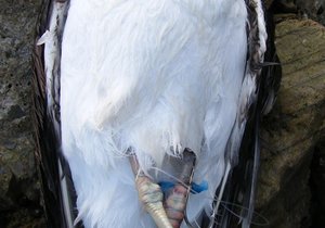 Kelpmeeu van gewisse dood gered